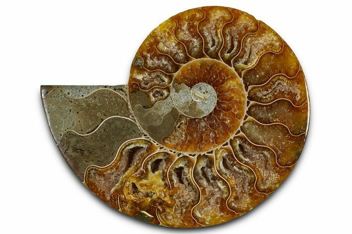 Cut & Polished Ammonite Fossil (Half) - Madagascar #364881